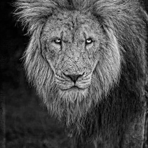 marcuswagerus